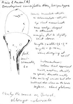 Vorschaubild Oreodaphne cuneifolia Nees